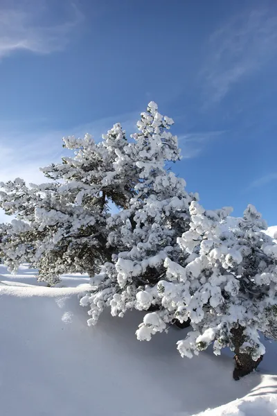 Snowy trees on a summers day — Stock Photo, Image