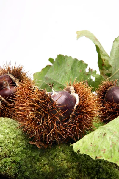 A chestnut burr — Stock Photo, Image