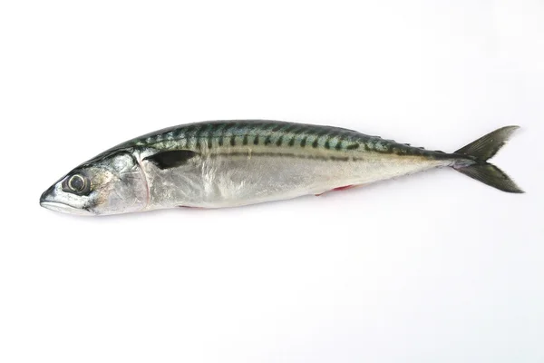 Silberfisch — Stockfoto