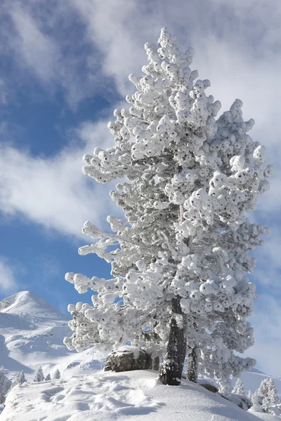 Besneeuwde winter — Stockfoto