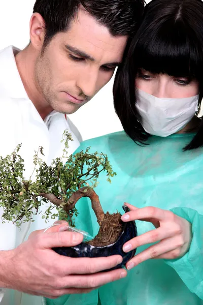 Doctors examining bonsai — Stock Photo, Image