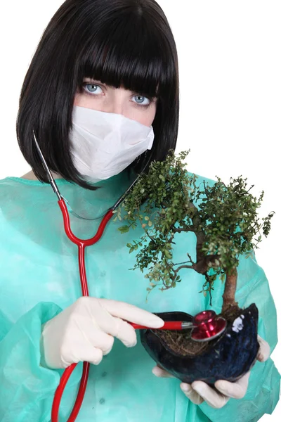 Женщина-хирург проверяет здоровье бонсай — стоковое фото