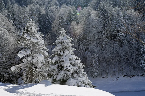 Forêt enneigée — Photo