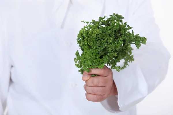 Chef holding a bunch of parsley — Stock Photo, Image