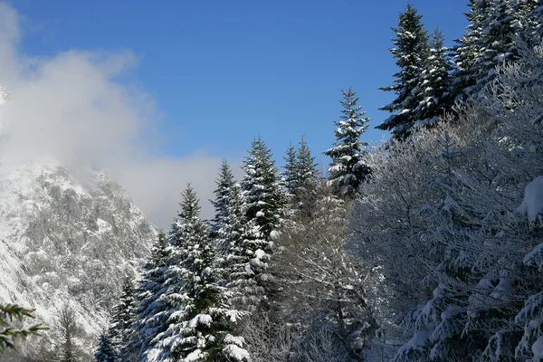 Träd täckta av snö — Stockfoto