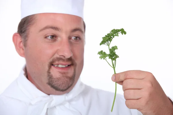 Puffy male cook is holding a sprig of parsley — Stock Photo, Image