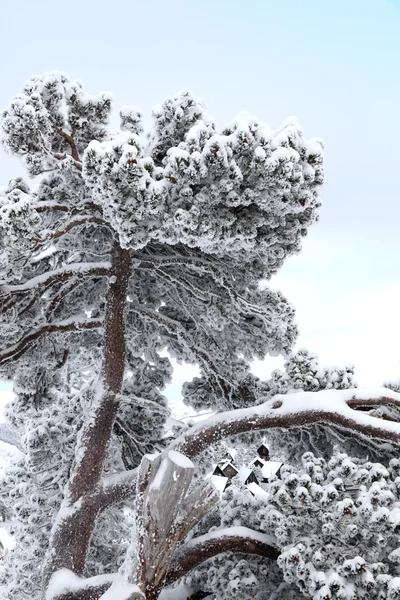 大雪覆盖的分支机构 — 图库照片