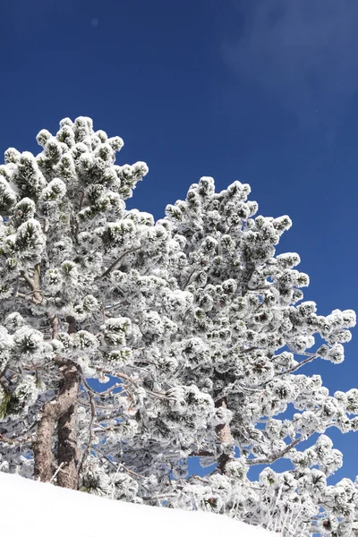 Neve sugli alberi — Foto Stock