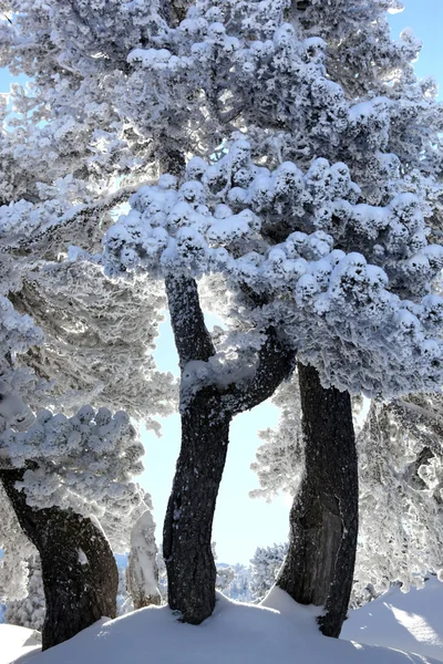 Arbres couverts de neige pittoresque — Photo