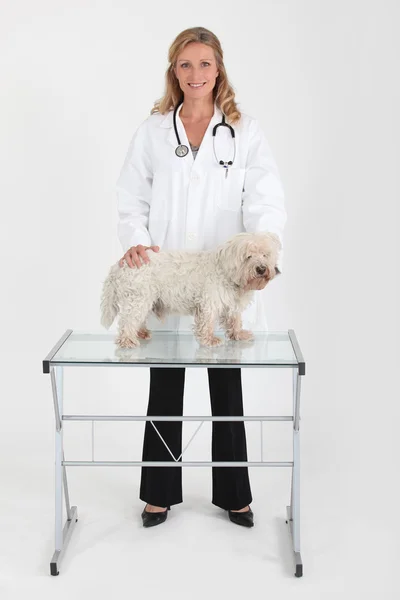 Kobiet weterynarza z mały biały pies — Zdjęcie stockowe