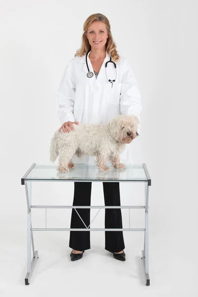 Vétéran femelle avec un petit chien blanc — Photo