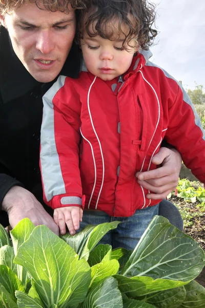 Far och son i grönsakslandet — Stockfoto