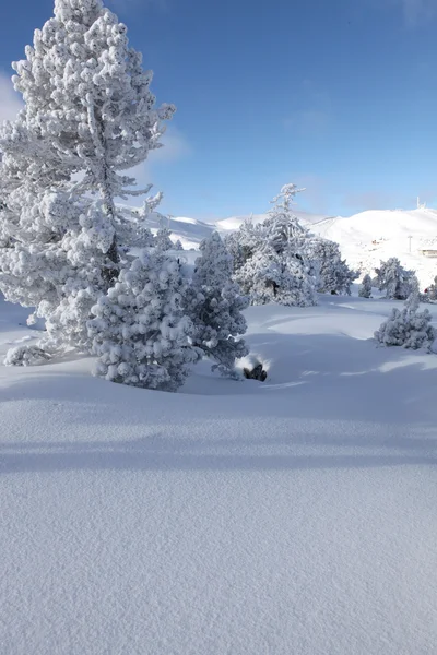 原始雪 — 图库照片