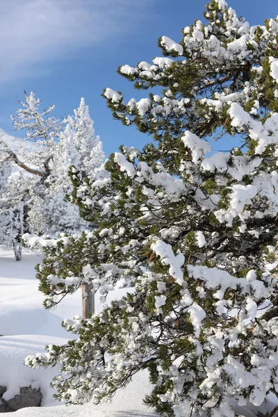 Schnee beladene Bäume — Stockfoto