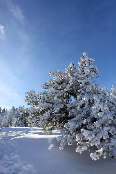 Uma paisagem de inverno — Fotografia de Stock