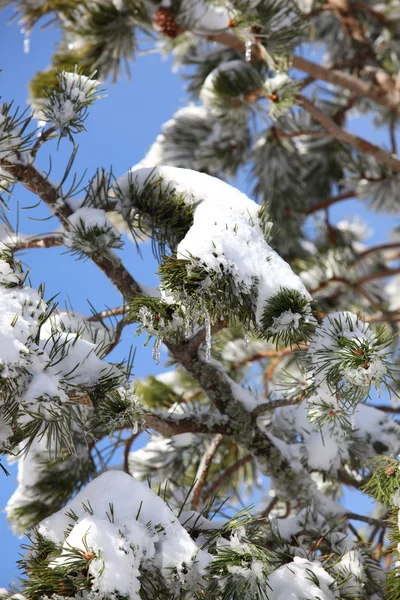 Sneeuw bedekte takken — Stockfoto
