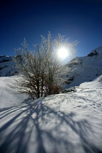 Sonne scheint auf schneebedeckten Baum — Stockfoto