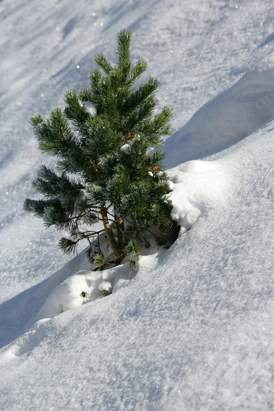 雪に覆われた丘の上の単一のツリー — ストック写真