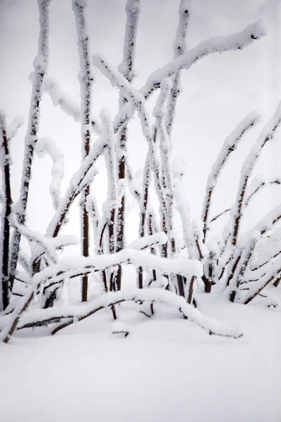 Ramos cobertos de neve — Fotografia de Stock