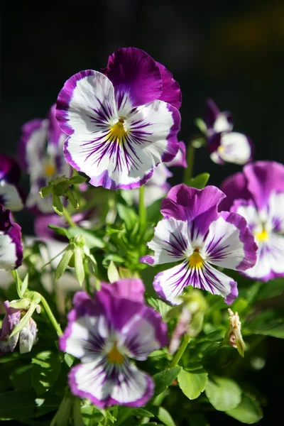 Pretty purple and white flowers Stock Photo