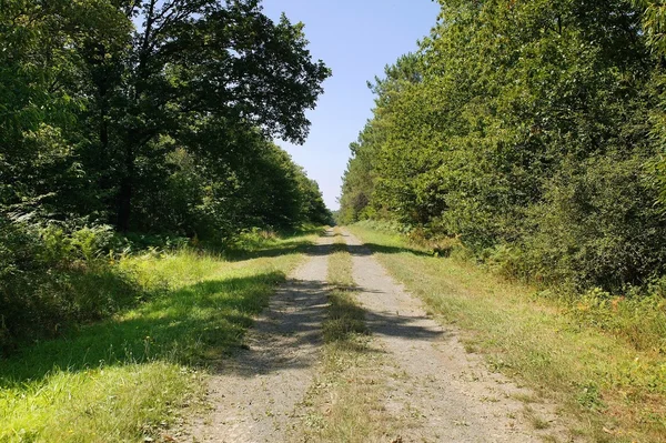 Δρόμος στο δάσος — Φωτογραφία Αρχείου