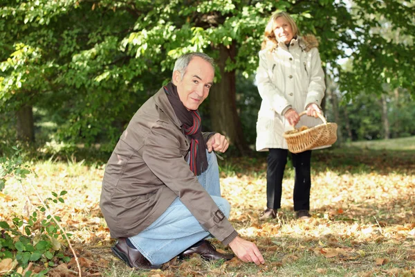 Senior couple gathering mushrooms — Stock Photo, Image