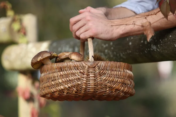 Korb mit Pilzen — Stockfoto