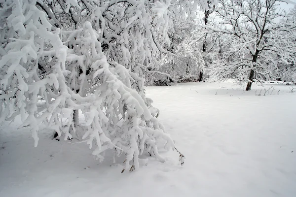 Bos in de winter — Stockfoto