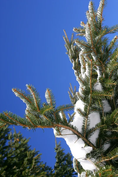木を雪します。 — ストック写真