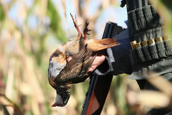 Hunting — Stock Photo, Image