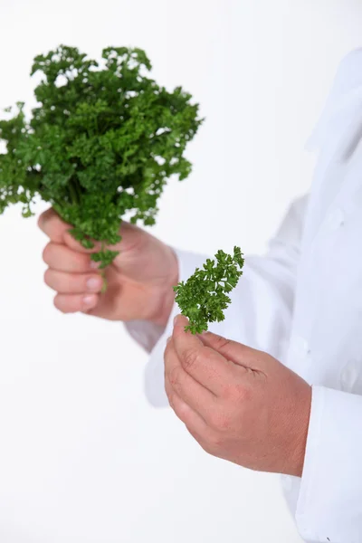 A chief cook taking parsley bunch — Stock Photo, Image