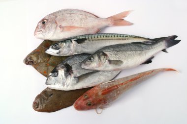 Assortment of fish clipart