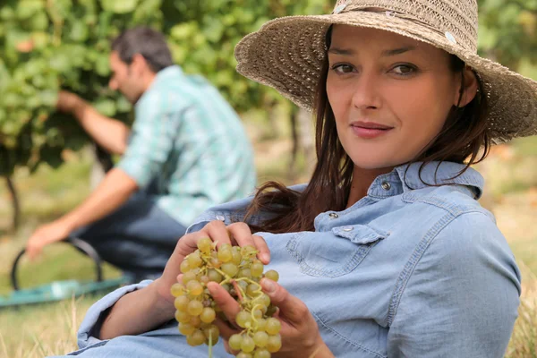 Uma mulher usando um chapéu de palha está comendo uvas atrás de um homem colhendo uvas — Fotografia de Stock