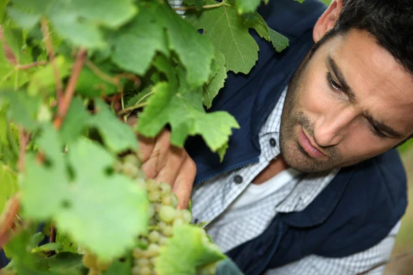Человек, ухаживающий за виноградниками — стоковое фото