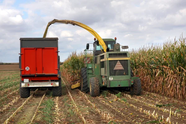 Tiempo de cosecha en un campo de maíz — Stok fotoğraf