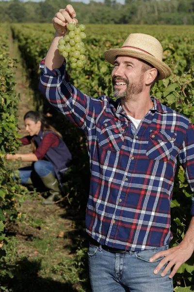 Hombre Cosechando Uvas Viñedo —  Fotos de Stock