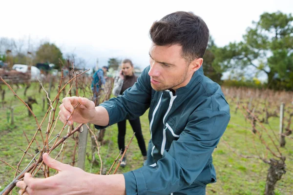 Beau Jeune Homme Travaillant Dans Vigne — Photo