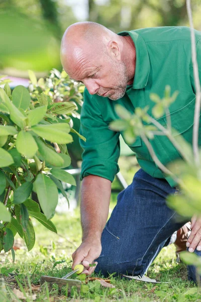 Uomo Concentrato Utilizzando Rastrello Giardino — Foto Stock