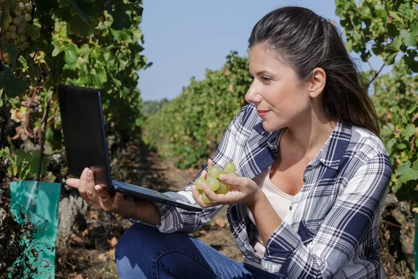 Frau Setzt Tablet Gegen Pflanzen Weinberg Ein — Stockfoto