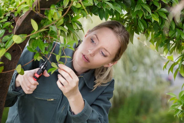 Female Gardener Cutting Growing Branch — Zdjęcie stockowe