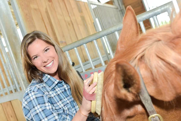 Smiling Lady Brushing Horse Head — стоковое фото