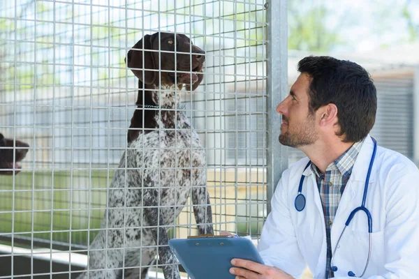 Tierarzt Kontrolliert Hund Gehege — Stockfoto