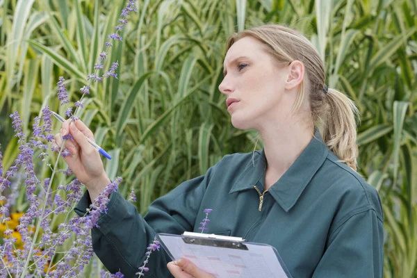 Jardinero Femenino Inspeccionando Crecimiento Lavanda —  Fotos de Stock