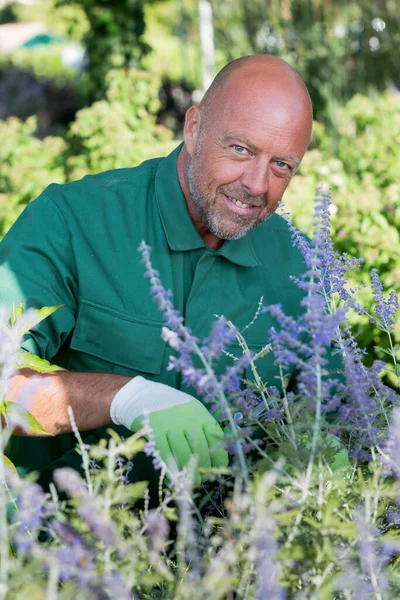 Mature Male Gardener Cutting Plants Stock Photo