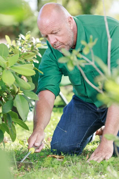 Portret Van Een Professionele Mannelijke Tuinman Uniform — Stockfoto