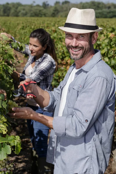 Homme Souriant Jardinier Debout Dans Cour Raisin Arbre — Photo