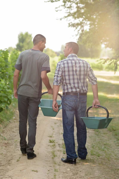 Deux Ouvriers Dans Vignoble — Photo