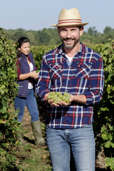 Hombre Mujer Cosechando Uvas Mano —  Fotos de Stock