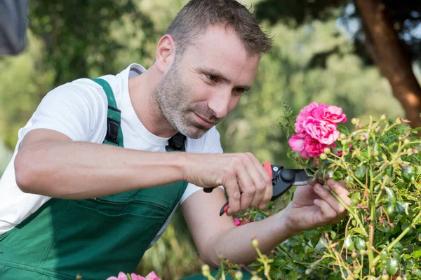 Uomo Taglio Rose Giardino — Foto Stock