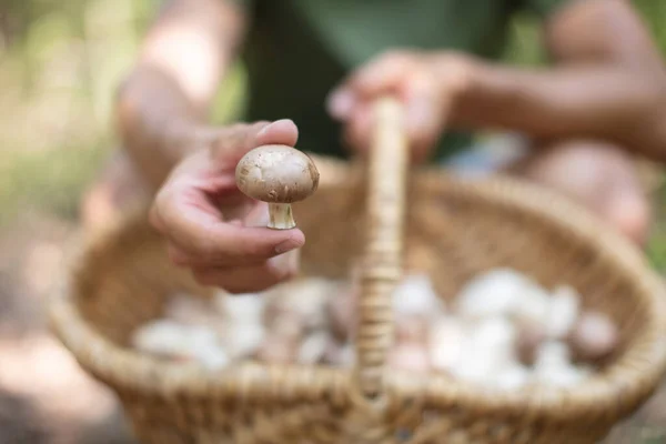 Hände Die Einen Bund Pilze Über Dem Weidenkorb Halten — Stockfoto